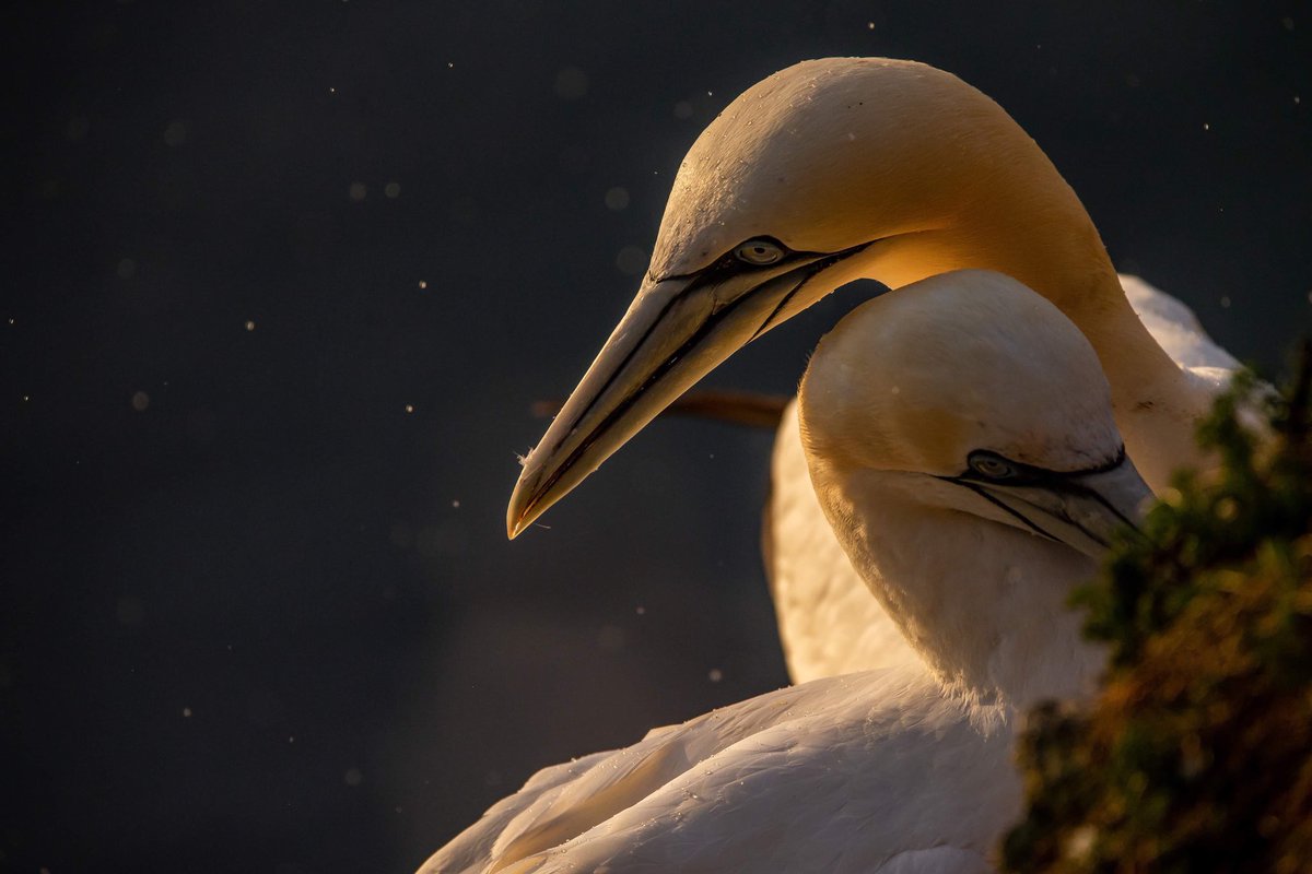 We’re so excited that our first #WildlifePhotography Exhibition will be coming to <a href="/TheBirdfair/">Birdfair</a> this weekend! 

Please do come along to the free exhibition at the Anglian Water Centre! 🦢🦊🦅🦉

#BirdFair #BirdFair2019
Photo: @LukeDrayPhoto