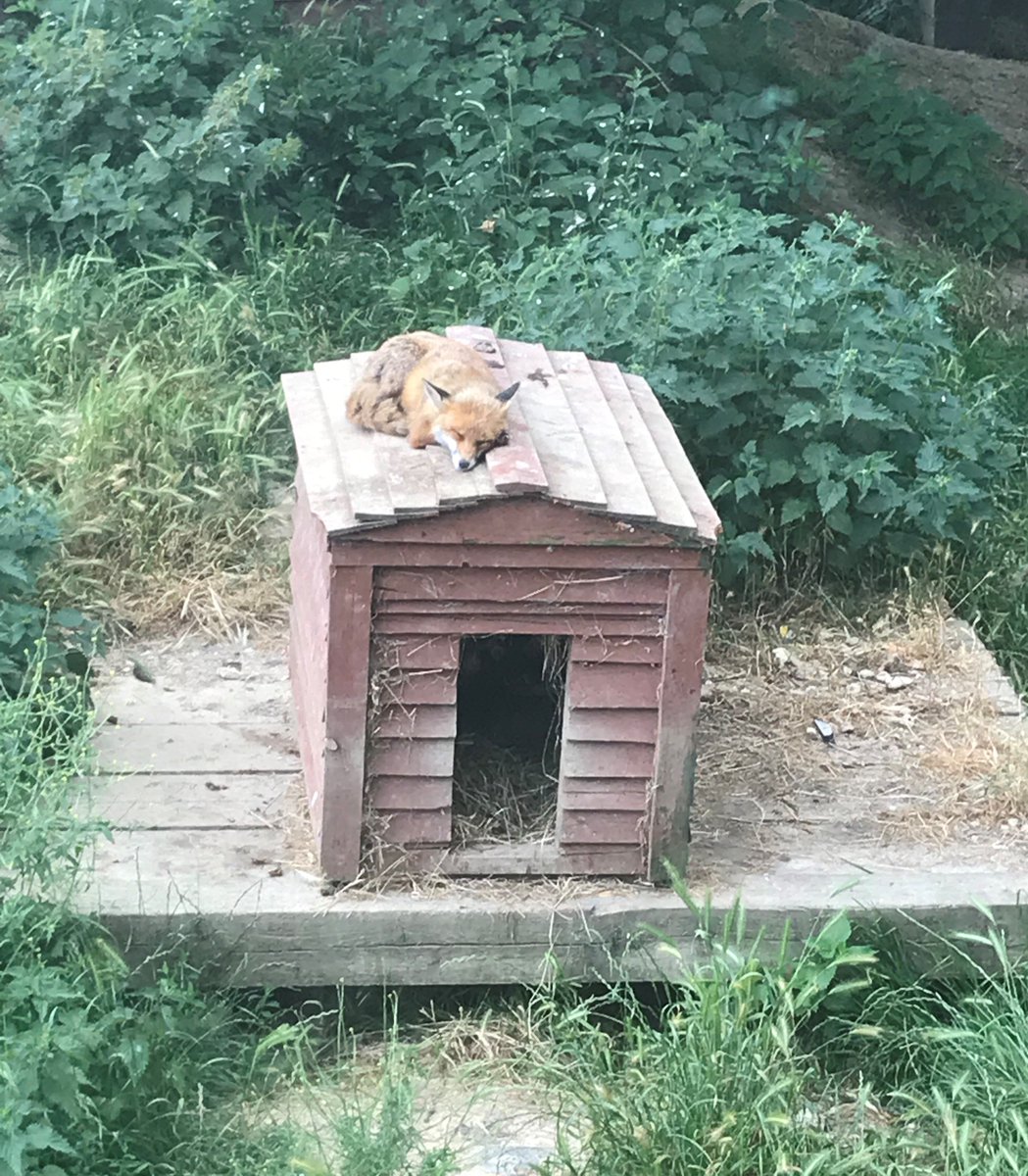 EJ_Robins's tweet photo. Photo from recent @TiggywinklesUK visit. Did you know you can adopt the resident #foxes who can't be released back into the wild? This contributes towards their ongoing care at the centre, where they live in a safe, near-natural environment https://t.co/RCinv56DJR #CharityTuesday https://t.co/slxsl7w9eG