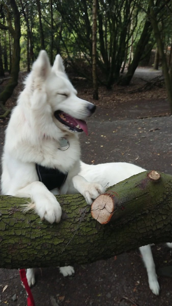 WanagiKa's tweet photo. Thunder if i close my eyes you can't see me!!! #huskys #TuesdayMorning #samoyed #woodwalk #GermanShepherd #summertime #blueeyedboy #wolfalike #theraphyhuskies #assistancedog #filmdog https://t.co/863lwWws34