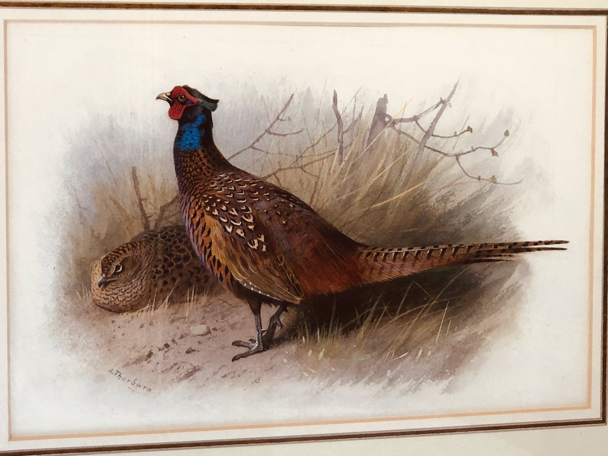 Archibald Thorburn (1860-1935), cock and hen pheasant, watercolour and bodycolour. On view in our Petworth gallery and for sale. An absolute gem of a picture !  #thorburn #bird #game #pheasant #fineart #petworth #sportingart #sussex