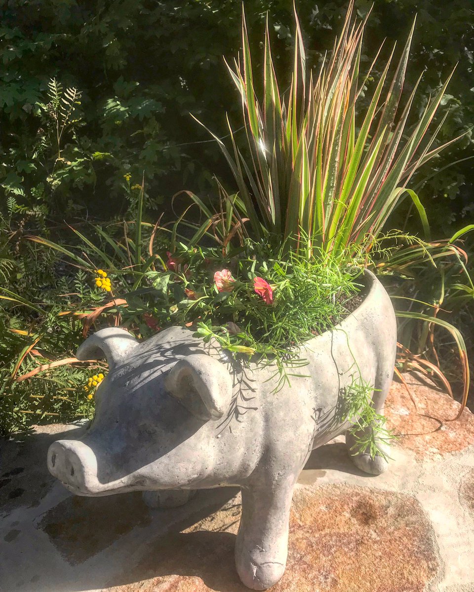 theSHwoodwork's tweet photo. Our friend has already put this piggie planter she bought @ our Grand Opening to good use. Share photos of how you’re using items you purchased from @theSHwoodwork & tag us!
#schoolhousewoodworking #jeffdevlin #homedecor #decor #outdoor #garden #planter #pig #gardening #landscape https://t.co/zfEGLau8Vv