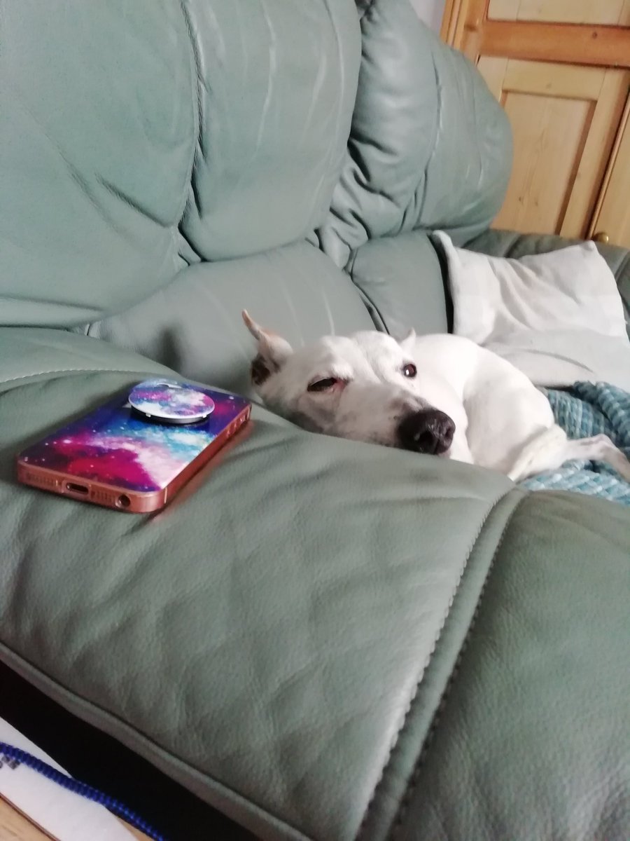 lilwonkywilly's tweet photo. I'm guarding my Lucy's phone https://t.co/JGoz068GGZ