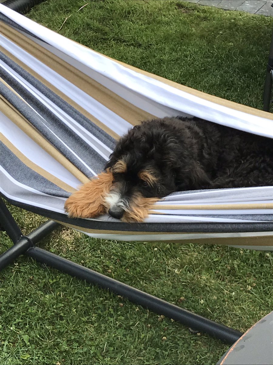 ganjaClause's tweet photo. Check out this handsome devil! Who is enormous btw lol #bearPaws nothing like a cute pup to brighten your day! Hopefully! #dogsRulePeopleDrool https://t.co/aEf4Q2X5mP