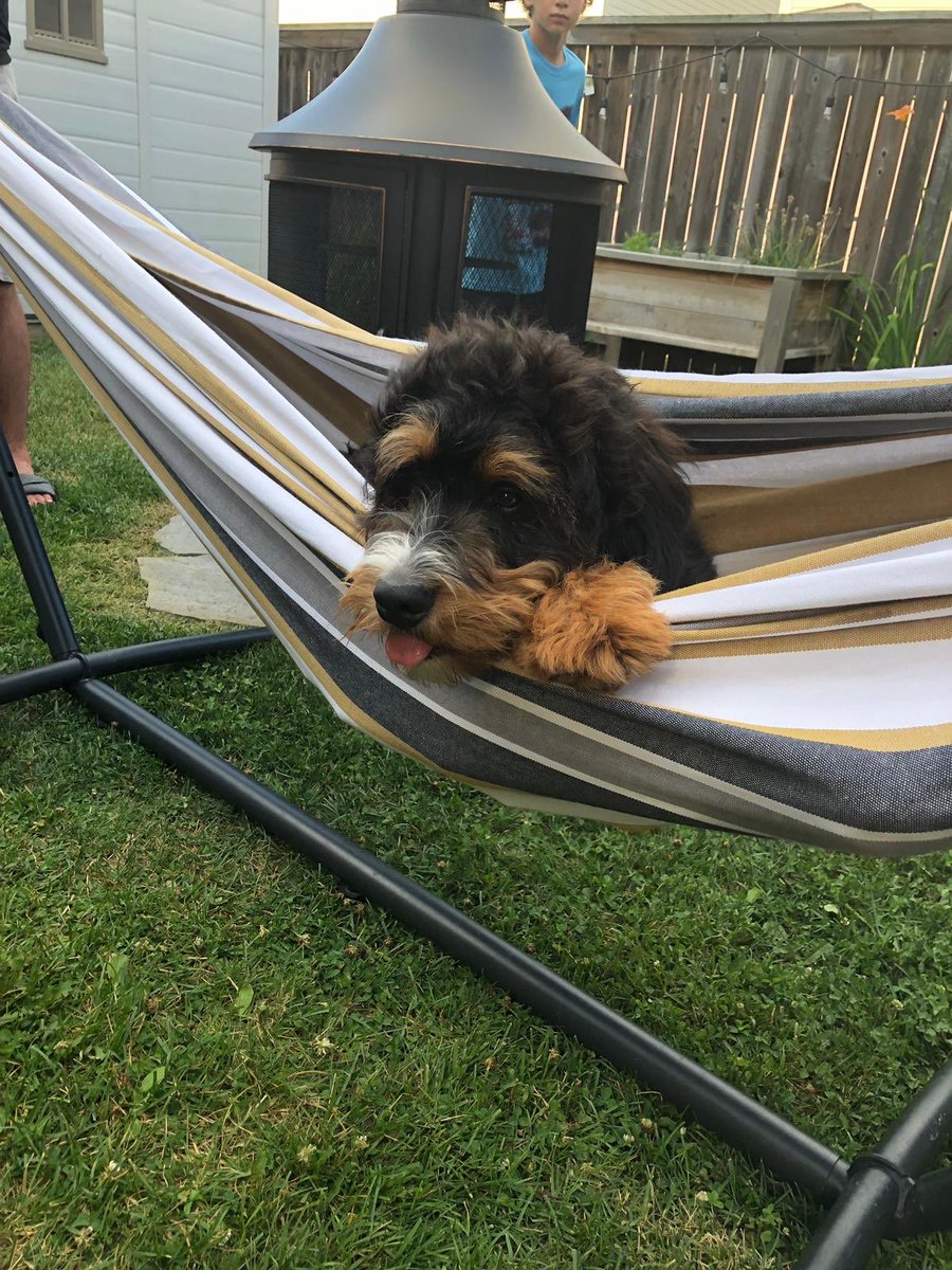 ganjaClause's tweet photo. Check out this handsome devil! Who is enormous btw lol #bearPaws nothing like a cute pup to brighten your day! Hopefully! #dogsRulePeopleDrool https://t.co/aEf4Q2X5mP