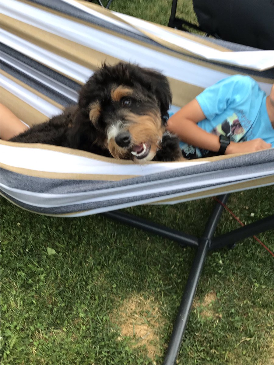 ganjaClause's tweet photo. Check out this handsome devil! Who is enormous btw lol #bearPaws nothing like a cute pup to brighten your day! Hopefully! #dogsRulePeopleDrool https://t.co/aEf4Q2X5mP