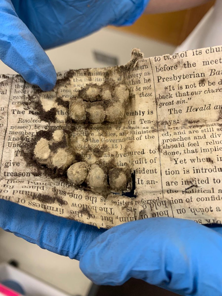 ConserveItAll's tweet image. So, what does one do with Cholera pills from 1873 that you found in a collection that you are separating because of loads of mold?
#askingforafriend #Twitterati #conservators #SendHelp