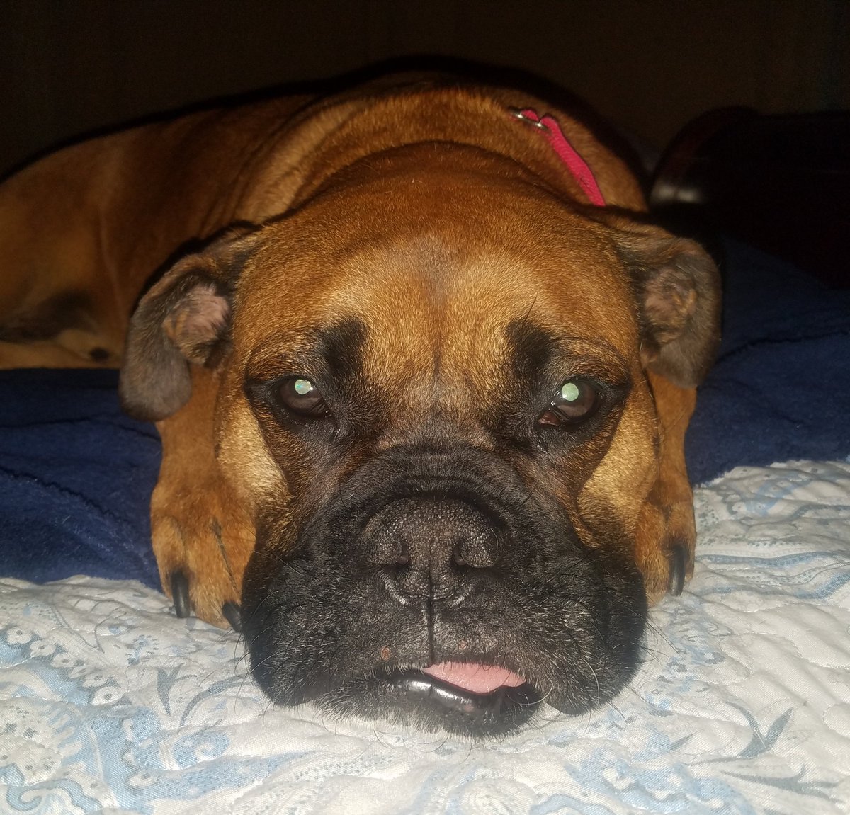 runaprilrun's tweet photo. The look Mac gives me when I have to blare the music to get pumped up for a run! He is less than impressed! 😂 

#marathontraining #running #run #marathon #halfmarathon #training #runitfast #runr https://t.co/Wgc1QFTqSX