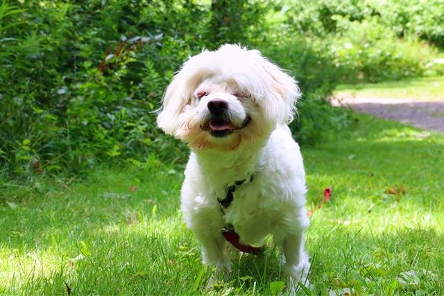 How sweet is our 2-yr-old friend Majestic? Although, he is completely blind he gets around quite well and would LOVE to go home with a canine sibling to play with. Visit bit.ly/2H12Ocw to learn more about him. #dogs #specialneedsdogs #adopt