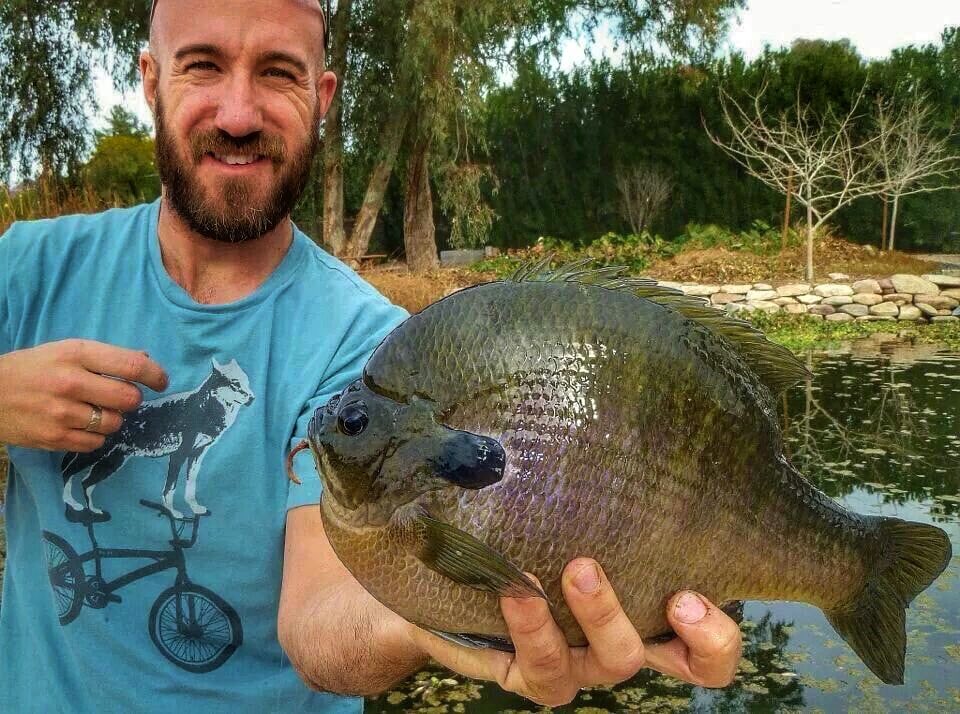 Line Cutterz, LLC. on X: You know it's a big bluegill when it has more  forehead rolls than Fat Bastard has chins 😁😅🤣 (character in Austin  Powers). Panfish anglers dream about Bull