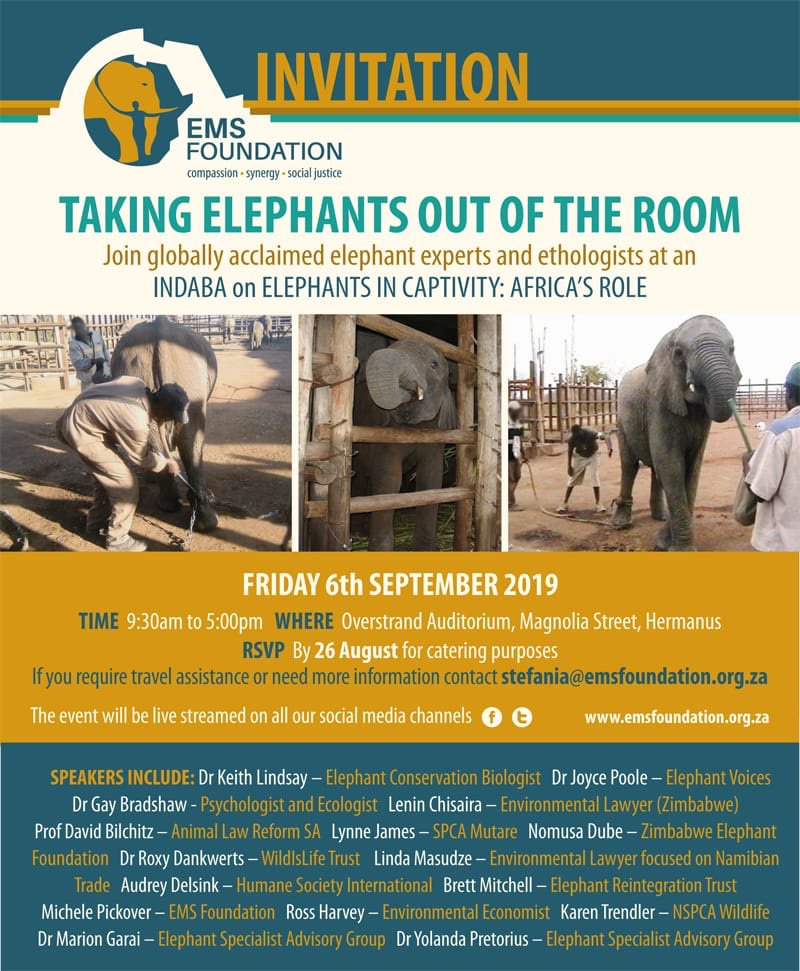 ConsActionTrust's tweet photo. #ElephantIndaba #ElephantsInCaptivity #TakingTheElephantsOutOfTheRoom @emsfoundationsa @BAT_S_A @EleRhinoMarch JOIN all your favourite elephant scientists and conservationists in one place for the day!! https://t.co/i7cvF6LdHv