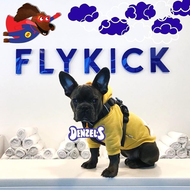 FlykickLondon's tweet photo. DOGGY SATURDAY IS HERE THIS WEEKEND (17th)! 🐶💙
....&amp; to celebrate we've teamed up with our delicious doggy sponsors Denzel's to set up one lucky winner with 5 FLYKICK classes on us along with a months worth of high protein dog chews to keep your pooc… https://t.co/772ldcVFN3 https://t.co/2RJFuhY7GK