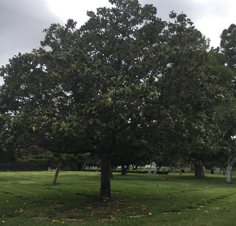 FairhavenOC's tweet photo. #TreeTalkTuesday
Southern #Magnolia also known as the Bull Bay tree. The Southern Magnolia is native to the Southern United States. Covered in white, lemon-citronella scented flowers in spring and summer the Southern Magnolia is one of #Fairhaven’s most beautiful trees. https://t.co/WiYMZBzuxe
