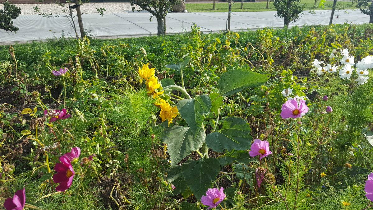 Voor de huisverkoop rooien we het bio ras Passion van <a href="/jegeersing/">Jan-Eric Geersing</a> Er is alleen mest in het voorjaar gegeven voor de rest NIETS.