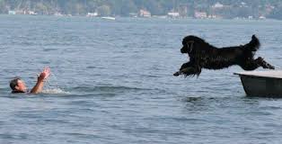 NPurebredDogDay's tweet photo. #NPDD:The Newfoundland’s large stature, powerful muscles, waterproof coat & webbed toes all enable it to stroke through water with speed & endurance needed to rescue a drowning man. #purposebred https://t.co/8EXjbDlzrW