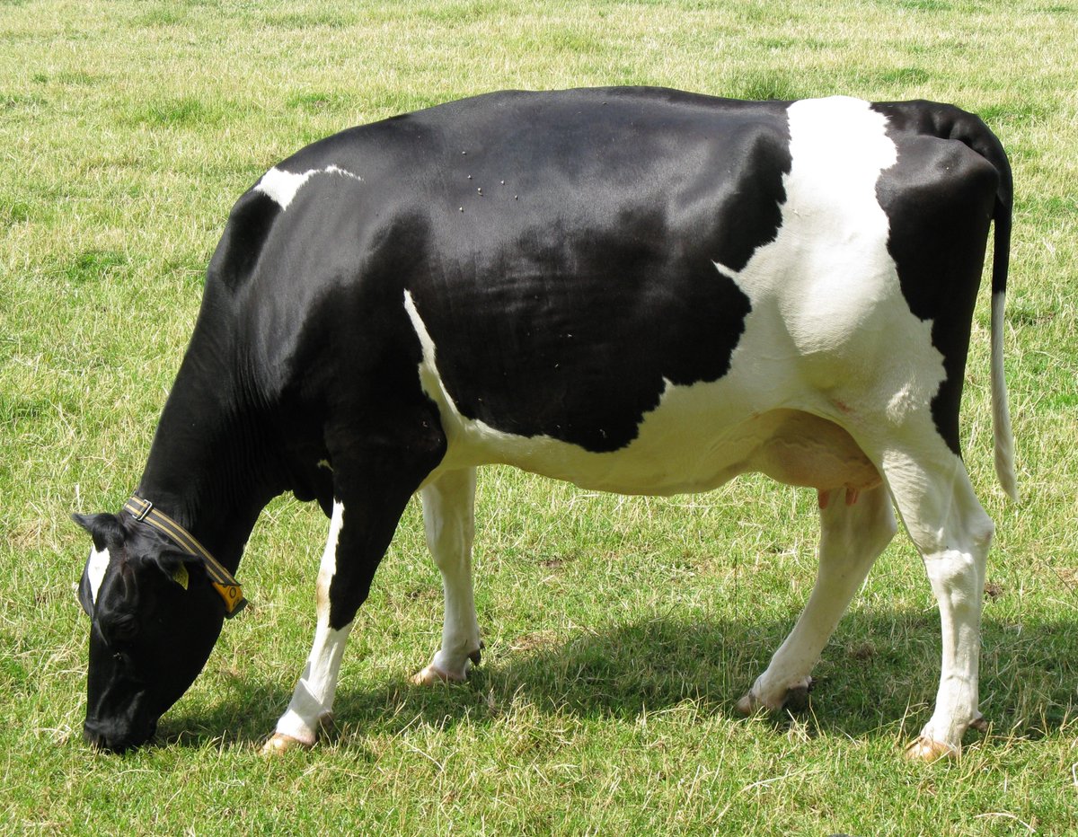 MilkPointBR's tweet photo. Como melhorar os resultados dos próximos diagnósticos de gestação do seu rebanho🐮🙌
https://t.co/4X9mlfx5er
#dairy #dairycow #producaodeleite #agro #pecuaria #pecuarialeiteira #leite #milk #lacteos https://t.co/r1Dkm5nNY0
