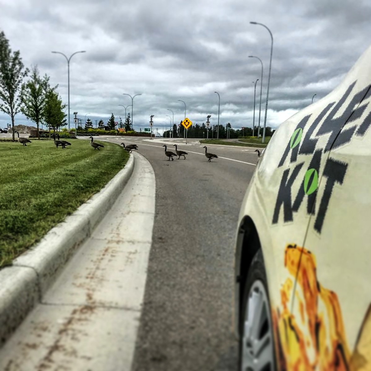 alley_kat_beer's tweet photo. What did the #canadiangeese line up say as they crossed the road?
Nothing.
They held up traffic for a painfully long time because they're kinda agressive and a lil rude. 🇨🇦
#onlyincanada #canadiancommute #whyarecanadiangeesesogrumpy #chasedbyagoose #canadianriteofpassage https://t.co/0rZA9bHrBM