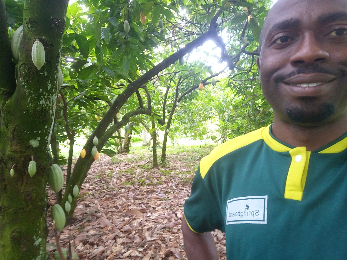 Visiting @springboard cocoa farmers' farms today. I was really excited with the improvement I saw on their farms.  Better Yield Better Income for <a href="/Springboard/">Springboard</a>nig2 Farmers!