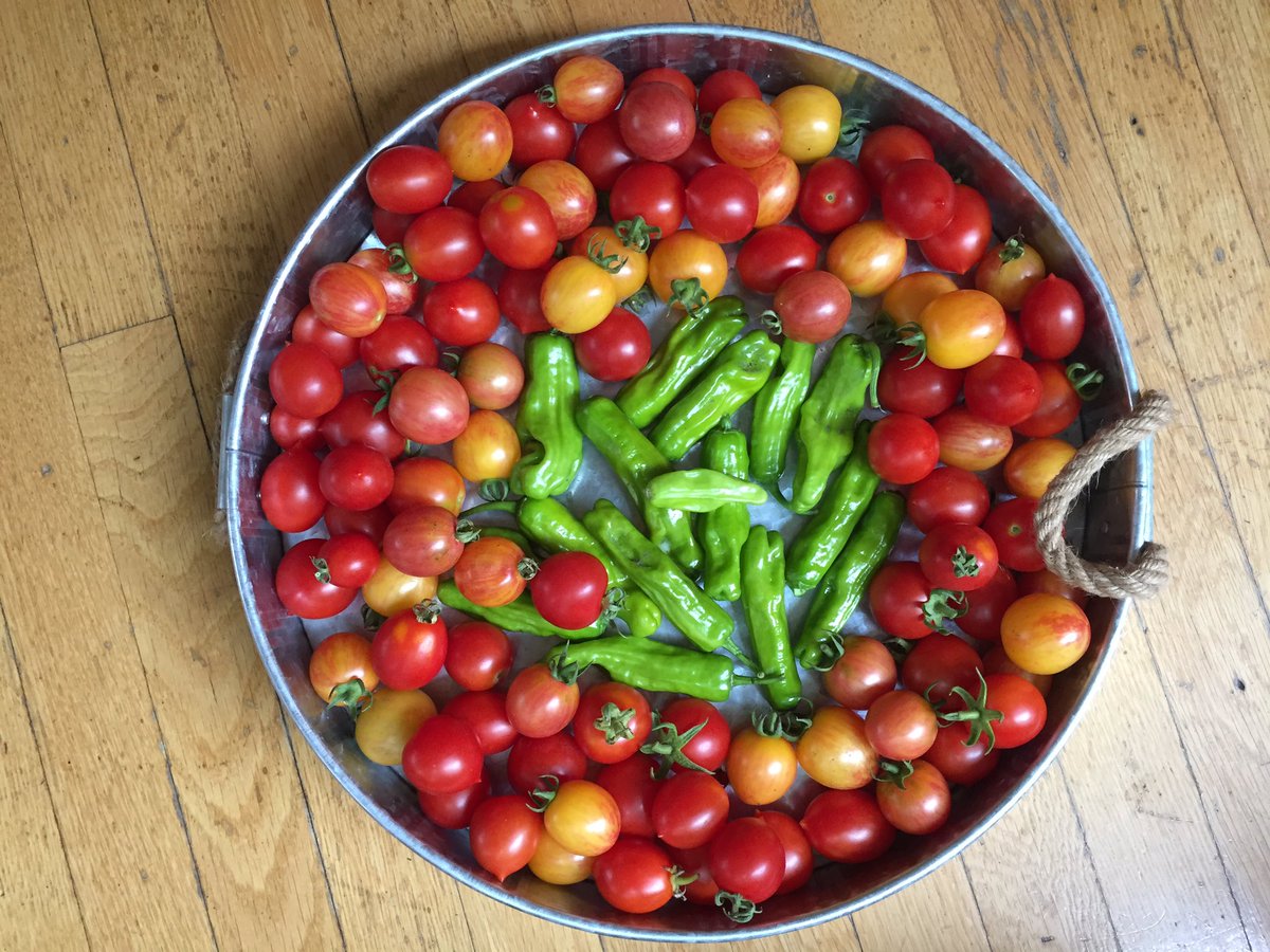 GardensbyRenee's tweet image. August in the garden be like.....if only it could last forever. #organicgardening #ediblelandscape #seedtotable #growyourown
