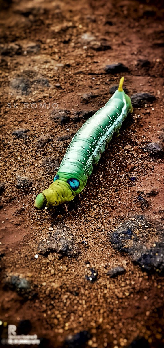 SakthiRomio's tweet photo. my #photographyeveryday support ky #creative this pic took by me #sk_romio #catermippar and it was take is place of #karaikudi #nkp #photography #DSLR #mobilephotography #realme3 #LeftHandersDay #crot #سناب_شات #100mostbeautifulfaces2019 #alevelresultsday2019 #thala https://t.co/BFpXwejWeR