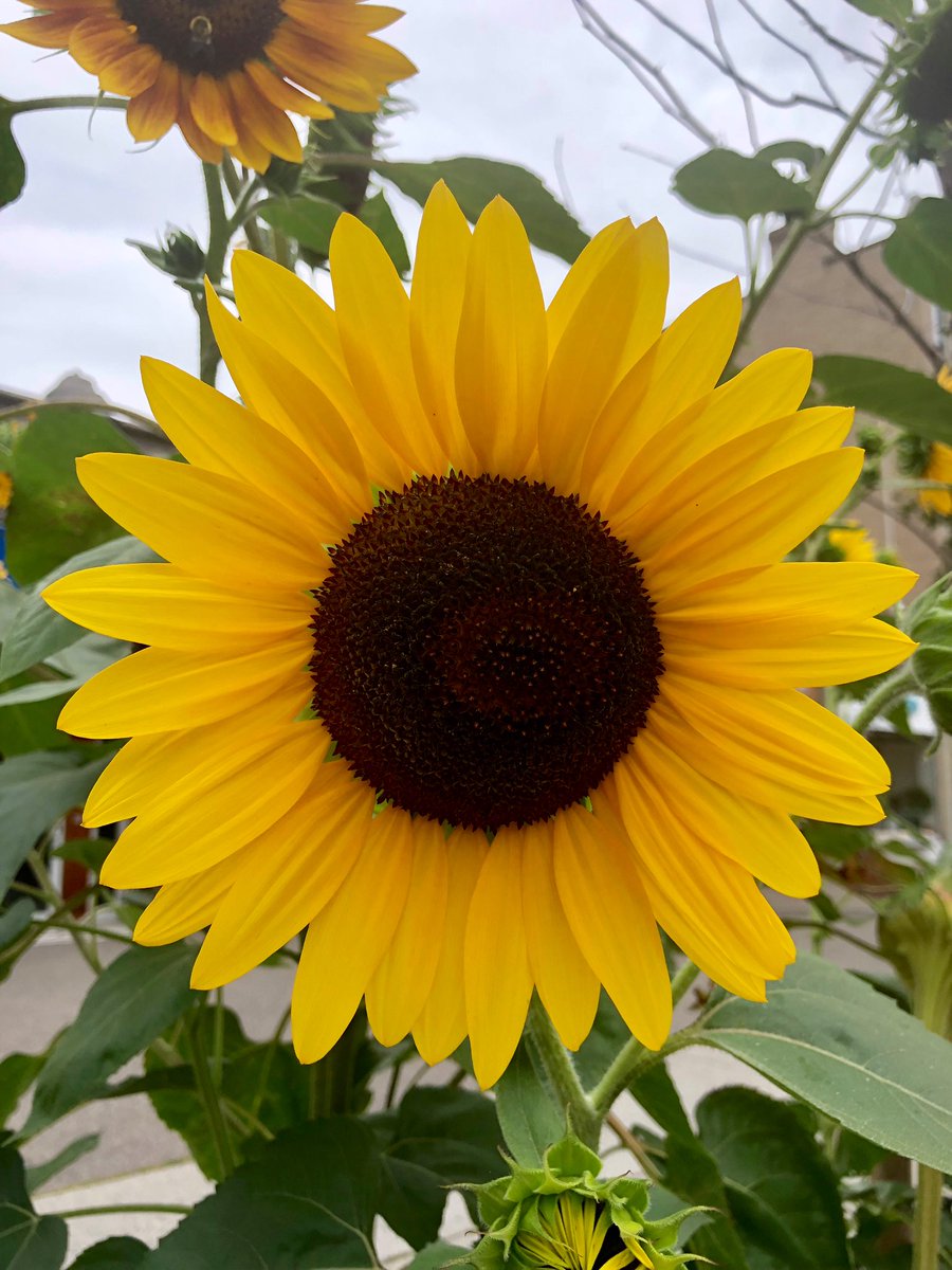 Emjay1028's tweet photo. These happy little #sunflowers say: βDonβt kill MJβs #summer buzz...itβs still #August!β #ViewFromMidDayRun #Boston #Brookline #MJWeather βοΈππ»ββοΈπ»ππ https://t.co/6smWpAtRfC