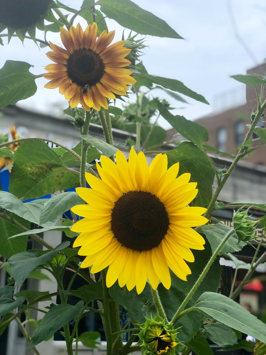 Emjay1028's tweet photo. These happy little #sunflowers say: βDonβt kill MJβs #summer buzz...itβs still #August!β #ViewFromMidDayRun #Boston #Brookline #MJWeather βοΈππ»ββοΈπ»ππ https://t.co/6smWpAtRfC