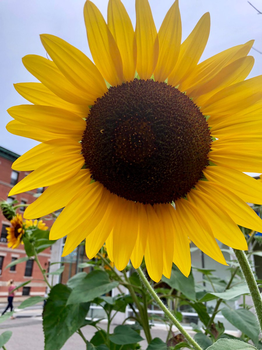 Emjay1028's tweet photo. These happy little #sunflowers say: βDonβt kill MJβs #summer buzz...itβs still #August!β #ViewFromMidDayRun #Boston #Brookline #MJWeather βοΈππ»ββοΈπ»ππ https://t.co/6smWpAtRfC