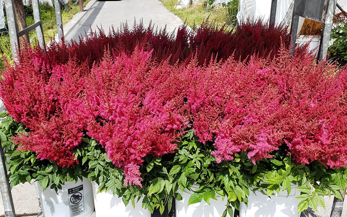 Thinking about starting your own flower blog? Here are some Best Practices and Tips we have learned. sunvalleyfloralfarms.blogspot.com/2019/08/behind…

#Flowerblog #Blog #FlowerFarm #FarmerFlorist #Blogger #FlowerTalk #SunValleyFloralFarms #AmericanGrown #CAGrown