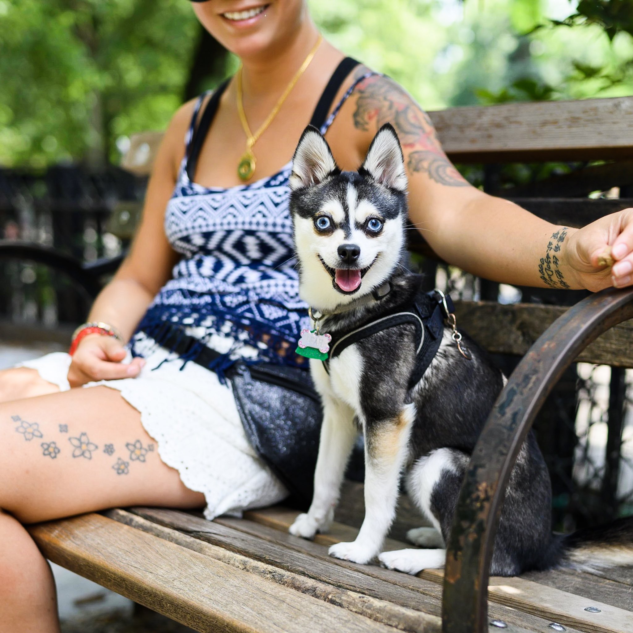 Narly, alaskan klee kai - Dog Photo Contest