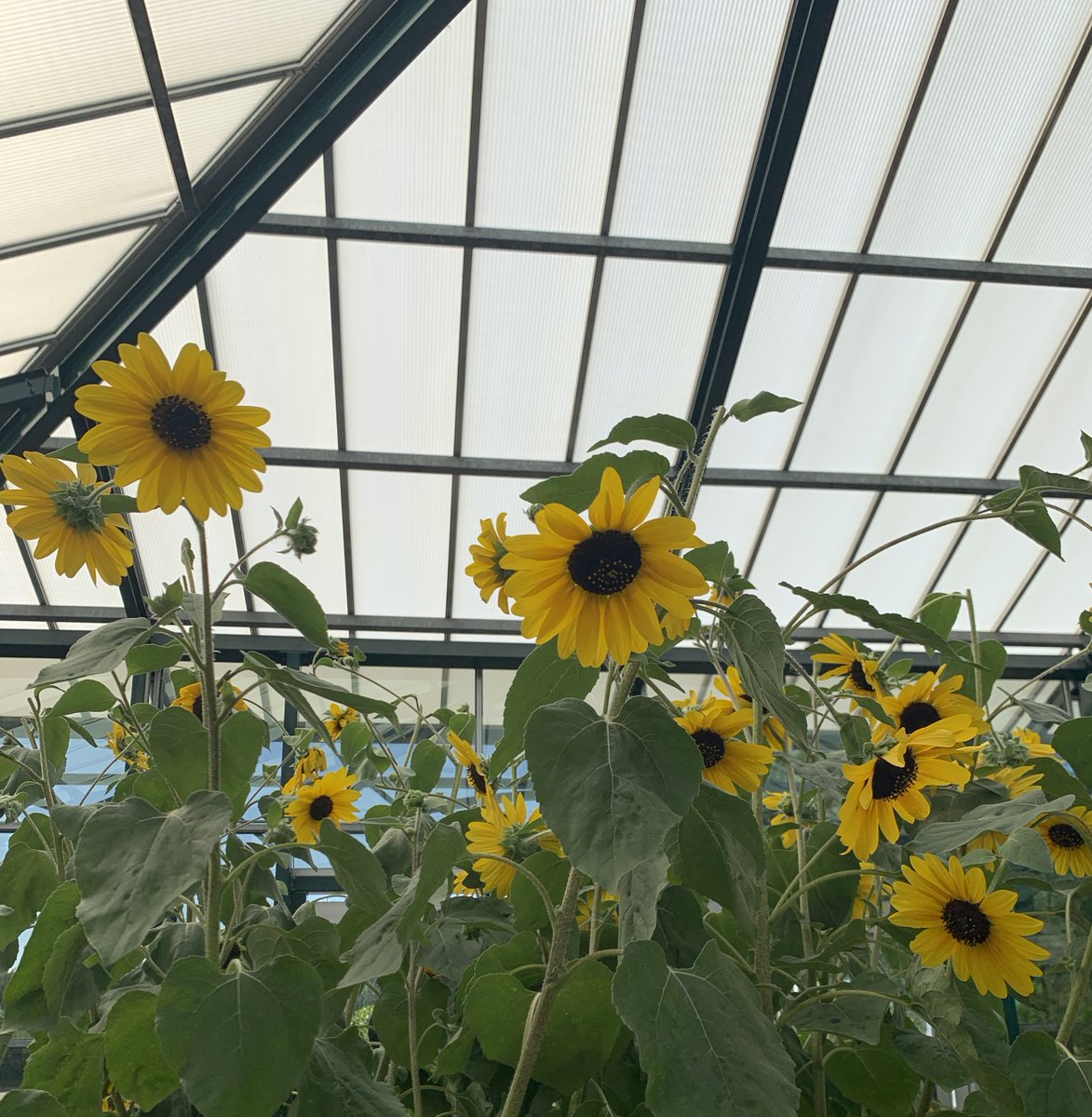 Make Change With Your Spare Change. Round Up Your Purchases at <a href="/petittis/">PetittiGardenCenters</a> and Help Fight Childhood Cancer.  #growthemovement