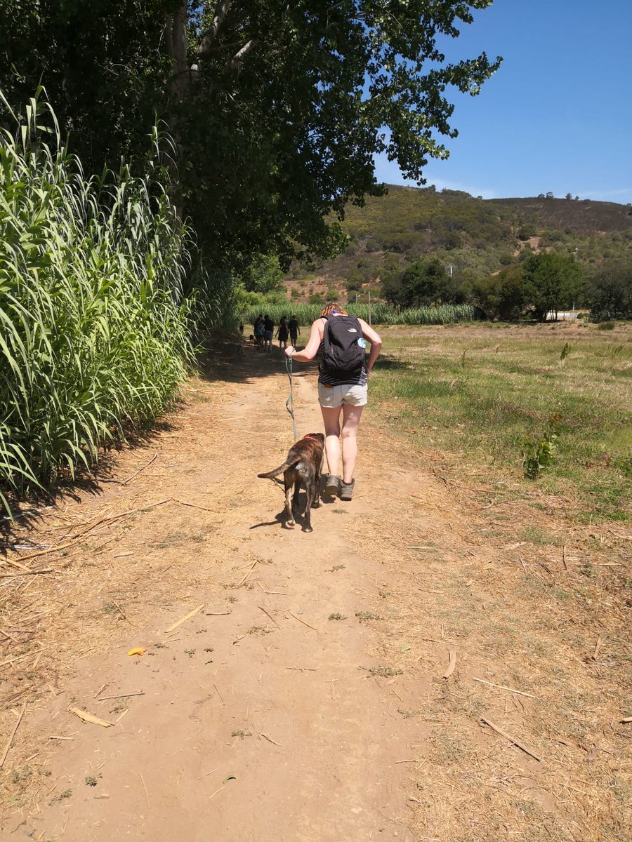 msbellejones's tweet photo. Had the absolute best time today walking with the #RescueDogs at #Aeza If you're ever in the #Algarve and have time to donate give them a shout. Check out their website for donation options and info on #dogs and #cats for adoption. https://t.co/6JvCGYUcJW #adoptdontshop https://t.co/iQxZWBJQAf