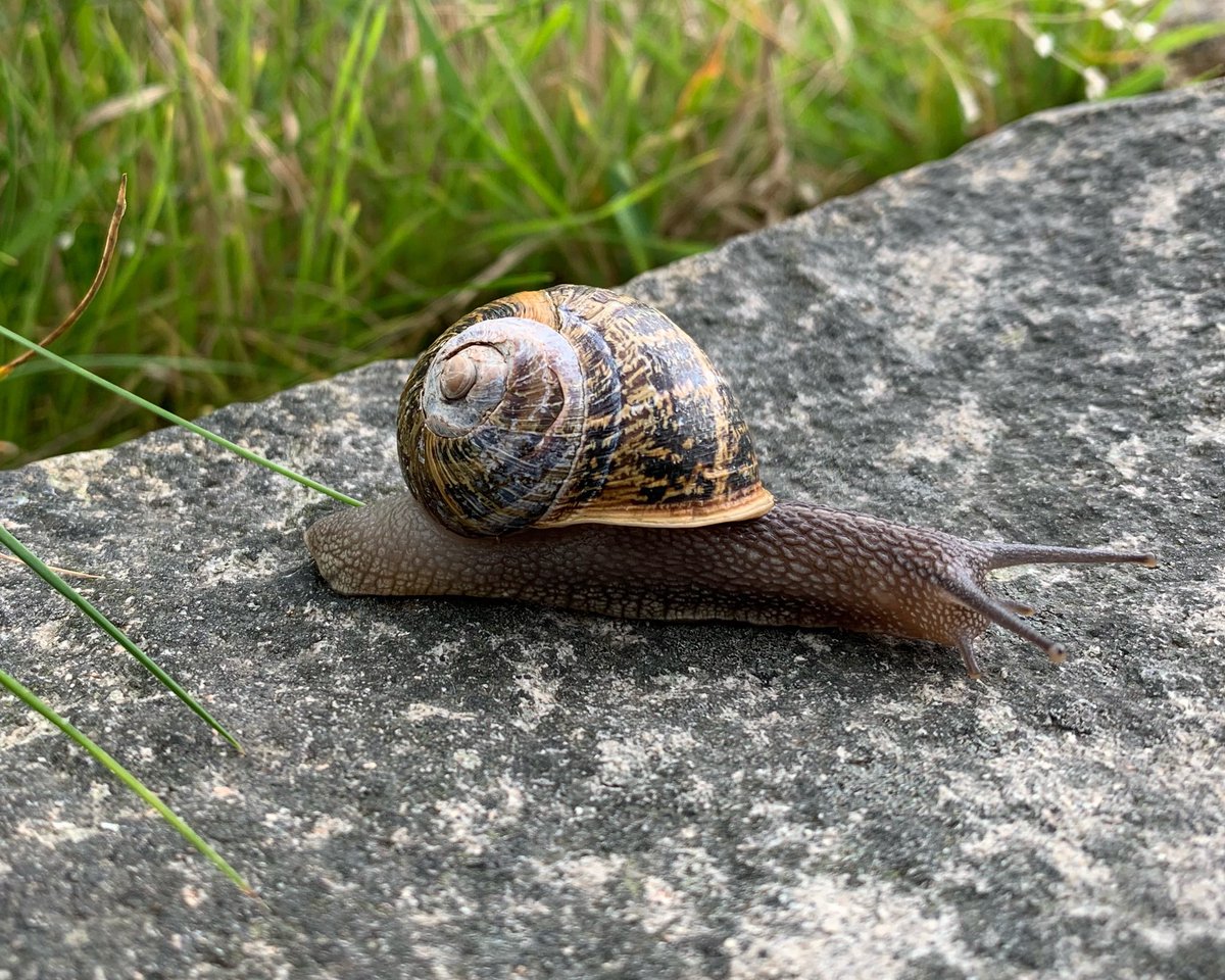EricMunro's tweet photo. Ffrind newydd fi o Nant Gwrtheyrn, Snaily McMalwen https://t.co/qiSMrhwnJt