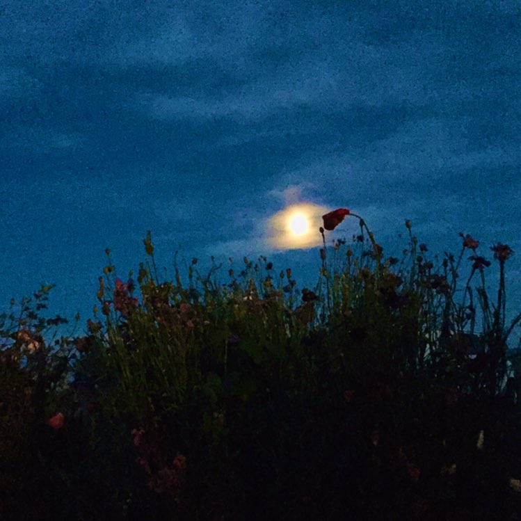 owlctopus's tweet photo. Soooo I’m pretty much obsessed with wild flowers &amp; the moon... because that’s mostly what I take pictures of. 🤷🏻‍♀️🌜🌹
#FrontYardViews https://t.co/LqKJlNvgFV