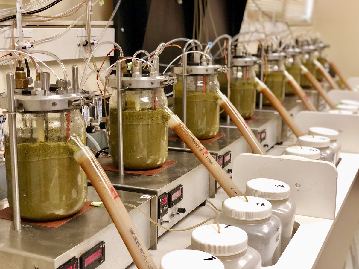 RumenScience's tweet photo. One more step done for my current experiment on probiotics for beef cattle diets. Very excited to share our findings soon about how we are trying to alleviate acute acidosis using probiotics and their effects on the microbial community of the rumen! #faciolalab #UF_IFAS #UF https://t.co/RlO2bgUGh9