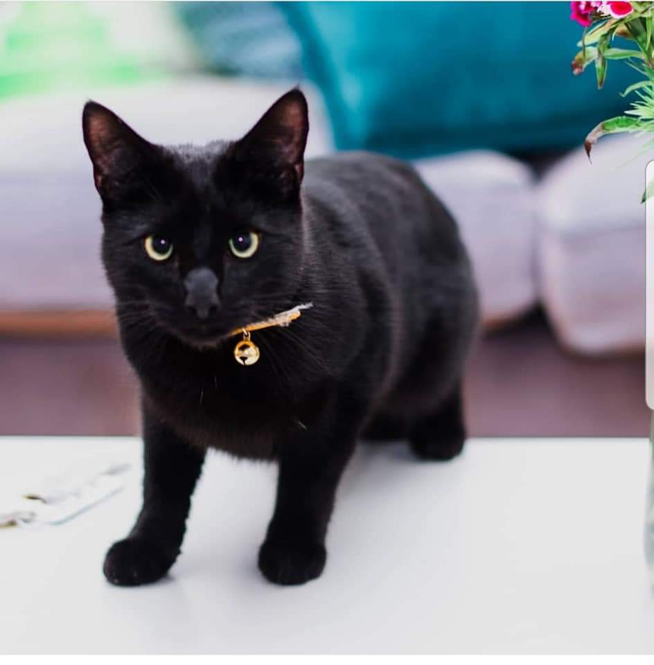 bethalicejadexo's tweet photo. @LenhamFocus our beautiful cat was last seen in Lenham on the 2nd of August, there is a chance he was spotted on the bowling green today, if anyone spots or hears of him let us know, we want him home💛*please can you retweet* #missingcat #lenham #missingcatlenham #catsprotection https://t.co/e8aqJeDShW