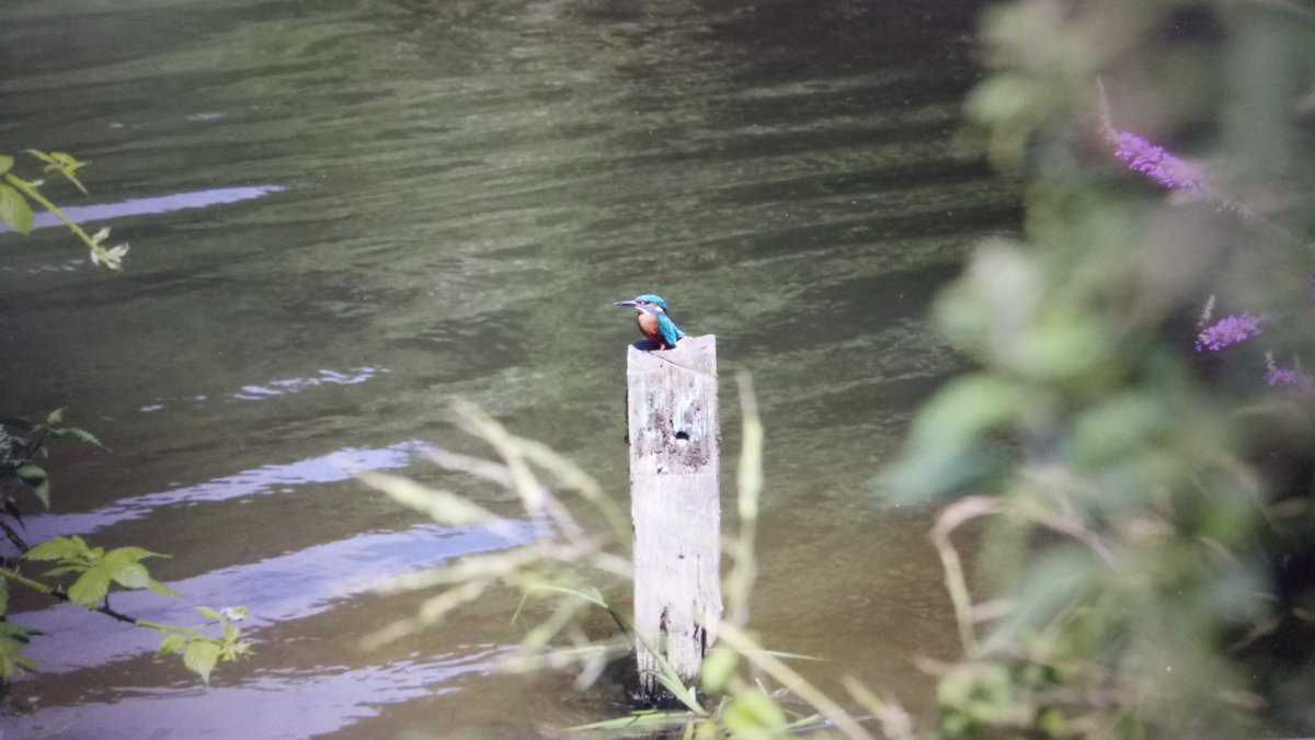 Gary  Hall tweet media