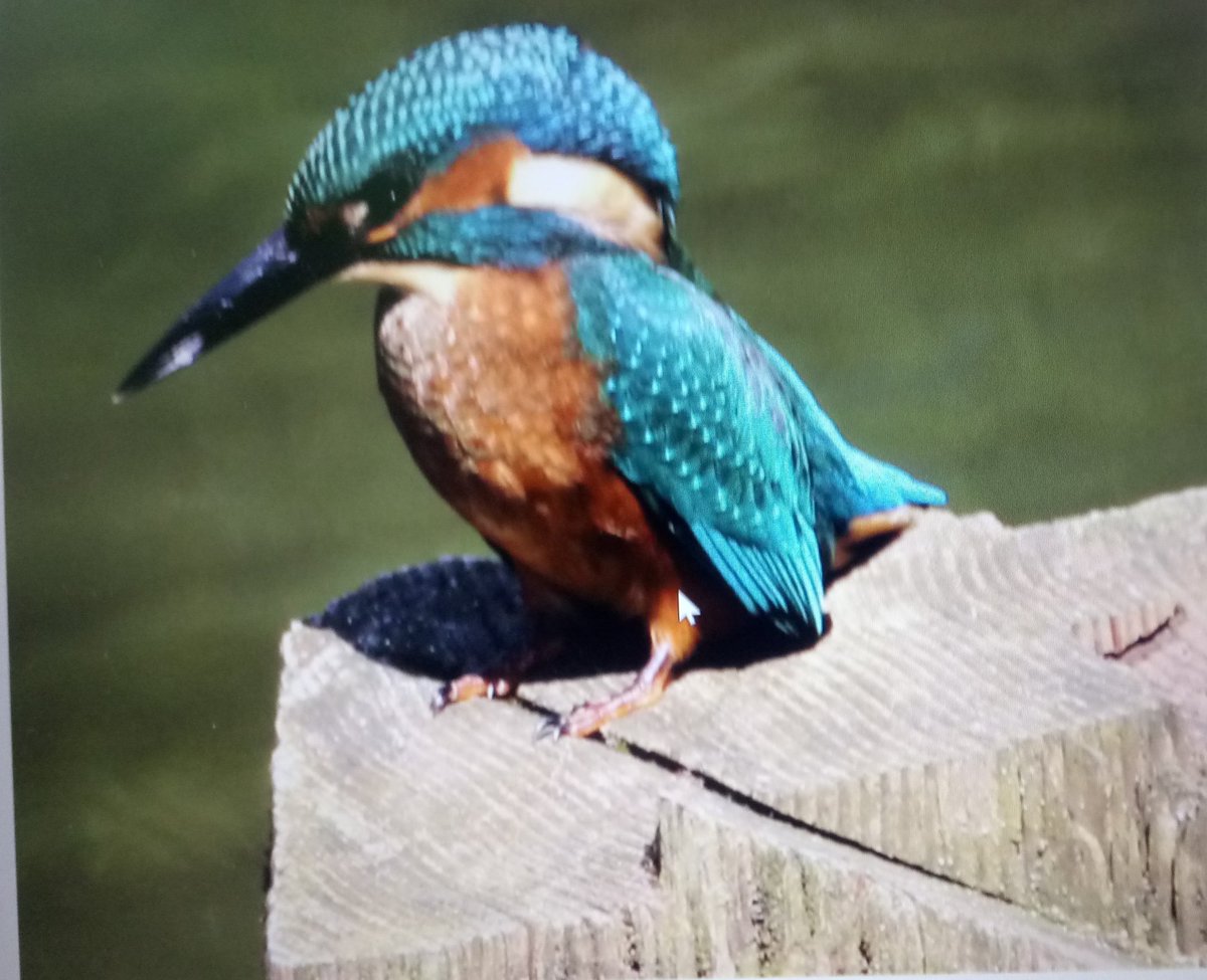 Gary  Hall tweet media