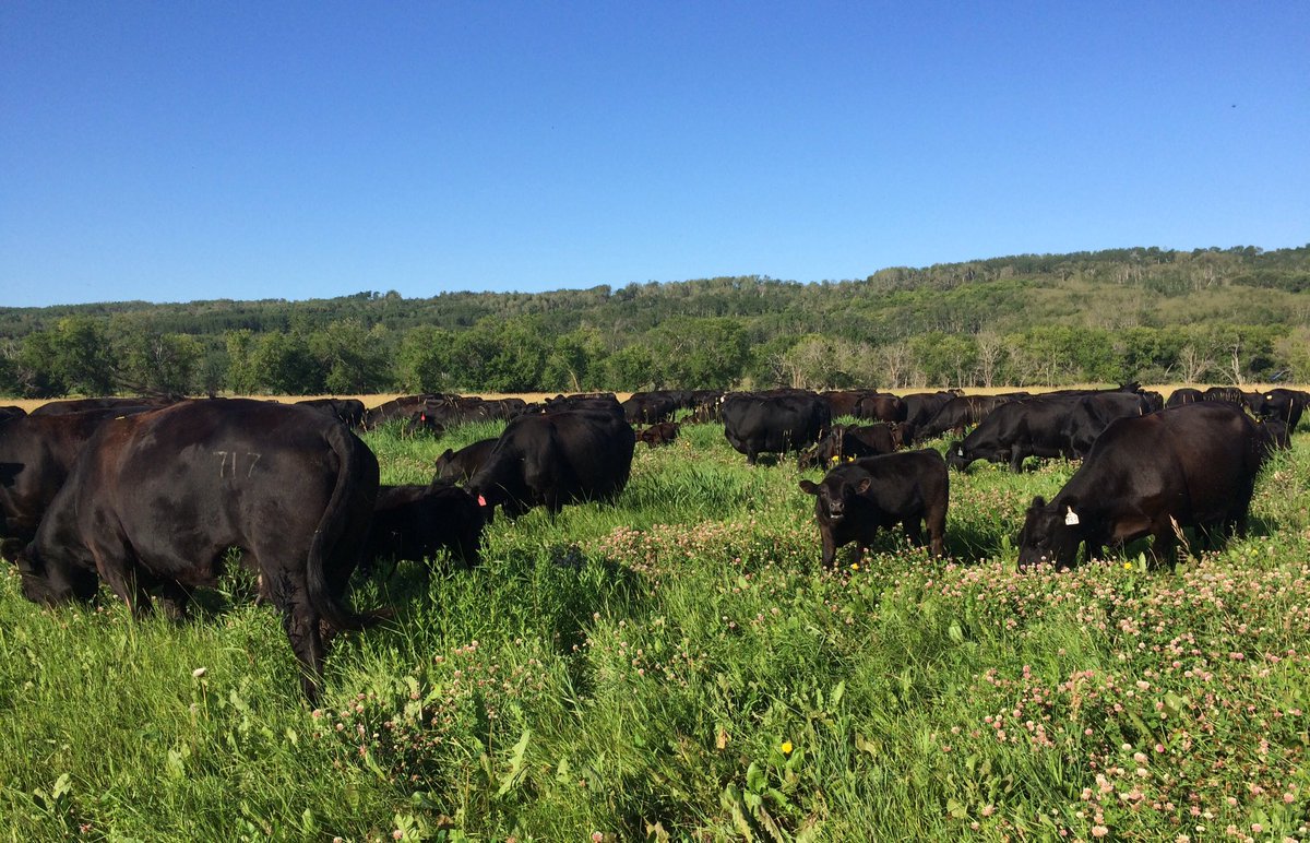 CanCattle's tweet photo. Making their mark by leaving no mark at all: Cdn #beef farmers & #ranchers have been safeguarding #habitat, #ecosystems, #biodiversity long before it was a trend #TESA2019 #sustainable #cdnag https://t.co/qwhTiEpmEC