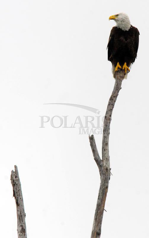 🦅 US weakens Endangered Species Act
📷 © <a href="/SunSentinel/">South Florida Sun Sentinel</a> / <a href="/PolarisImages/">Polaris Images</a>
► instagram.com/p/B1HI7kaCaBd/
#EndangeredSpecies #EndangeredSpeciesAct #EndangeredSpeciesProtection