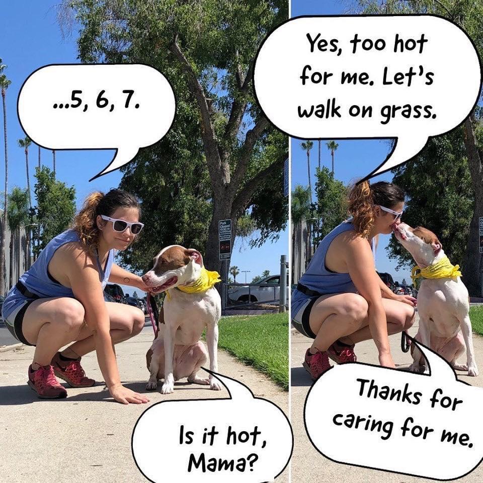 ❤️🐾 #TongueOutTuesday #TuesdayThoughts #summertime #heatwave #animalhealth #DogLife