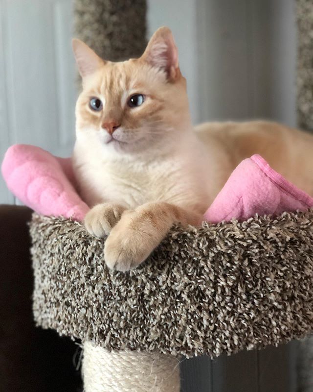 NikoandTed's tweet photo. It’s Wednesday my dudes 🤙🏻
-
-
-

#flamepoint #cats #catsofinstagram #of #siamese #cat #instagram #adoptdontshop #catstagram #flamepointsiamese #ilovemycat #meow #kitten #pet #himalayancat #ragdoll #sleepycat #instacat #rescue #catlife #blueeyes #world #… https://t.co/rqOB88fmD8 https://t.co/pqnQFFGkHz