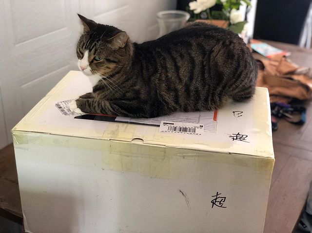 NikoandTed's tweet photo. Package delivered = king Ted’s new throne -
-
-
#tabbycat #cats #catsofinstagram #cat #of #tabby #catlover #kitty #instacat #meow #catoftheday #kitten #catstagram #instagram #adoptdontshop #tabbycatsofinstagram #caturday #pets #rescuecat #world #catmom #… https://t.co/Pgv4jVfKPn https://t.co/RDFLKHEAEg