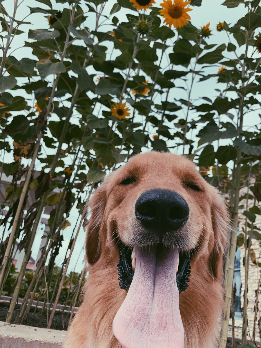 kelggie20's tweet photo. My dog is the cutest I swear😭❤️ https://t.co/LkHcvqwBhM