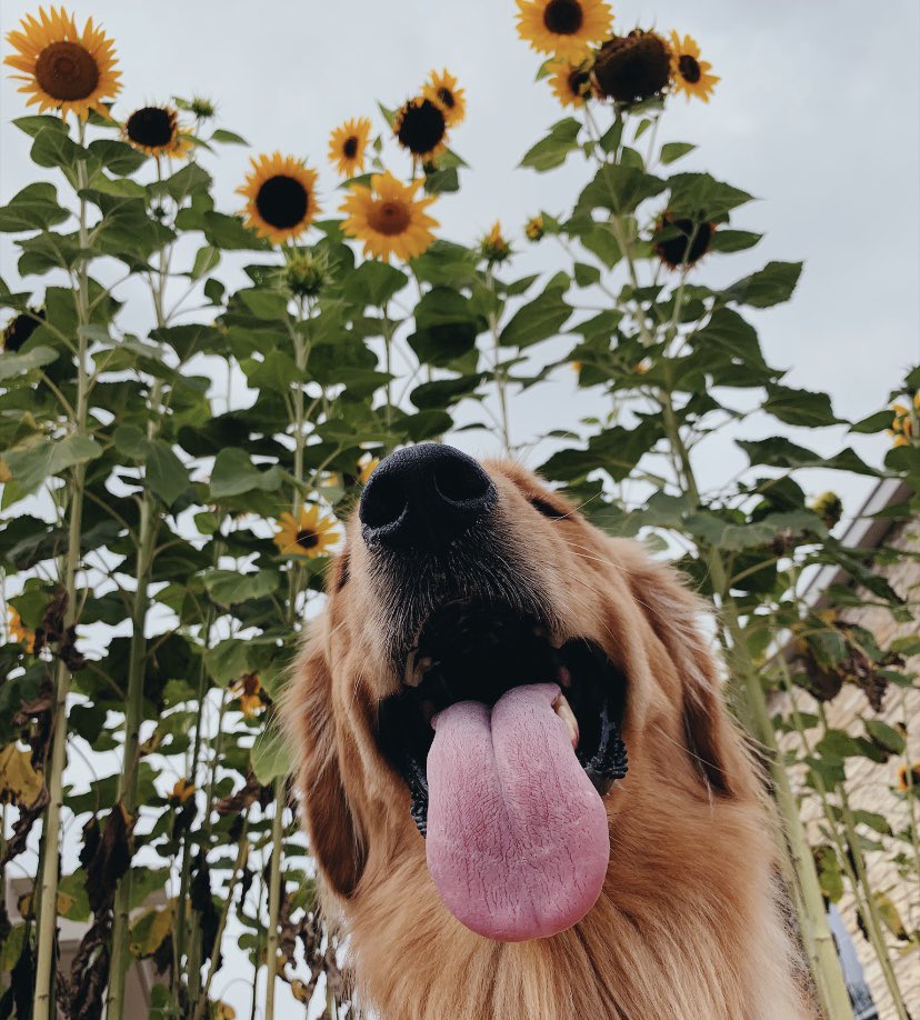 kelggie20's tweet photo. My dog is the cutest I swear😭❤️ https://t.co/LkHcvqwBhM