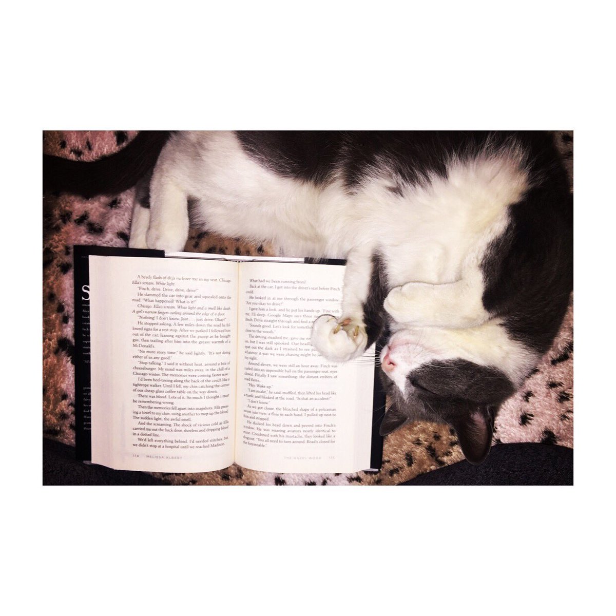 Ann Marie Frohoff ☮️ tweet media