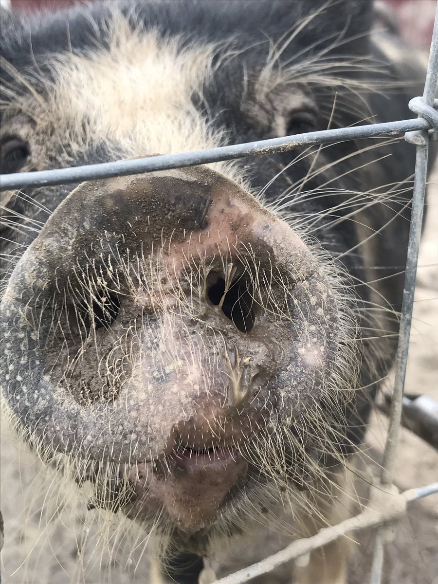 nstreet_teaches's tweet photo. LOVED everything about today’s PD w/ @AgintheClassVA &amp;  @IWCSchools! Networking, new lessons, endless PBL ideas, &amp; a visit to the farm! 🐷 Thank you for the FREE PD and valuable resources! #windsorfarm #agintheclass #wemadebutter #wemadeplastic #babygoatsbestillmyheart https://t.co/jCwsEKNBFM