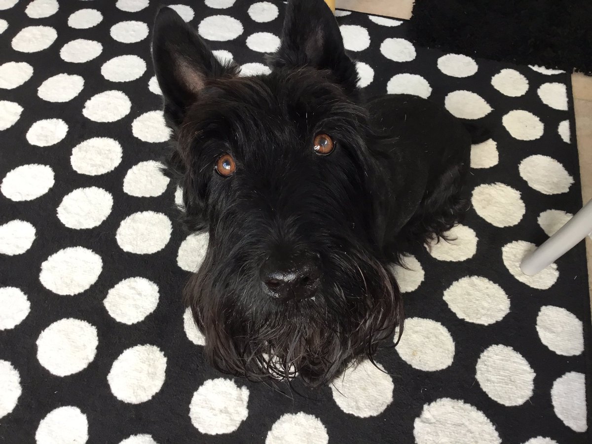 Pam Carvell, Cobe & Jordi & Louis 🌈 tweet media