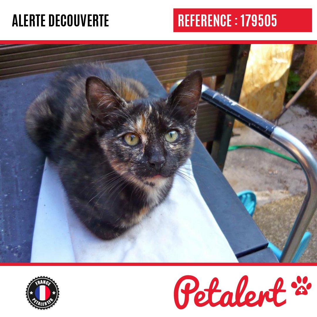 petalert_france's tweet photo. Trouvé #Chat #Jura #Gizia #Petalert #PetAlert39 / https://t.co/GZXsb6mDNS https://t.co/LSBF94XYrD
