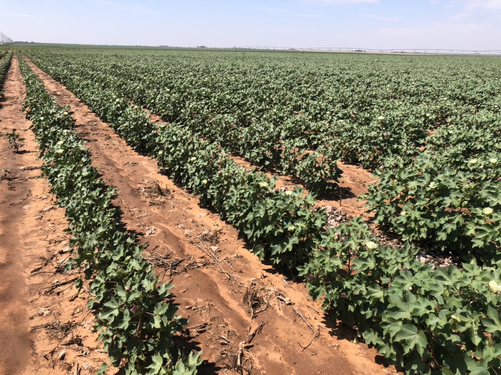 ccmac_OSU's tweet photo. Month after treatment and #anthemflex impregnated on dry fertilizer layby applications still holding the late season #pigweed back https://t.co/qIs8UUfuXB