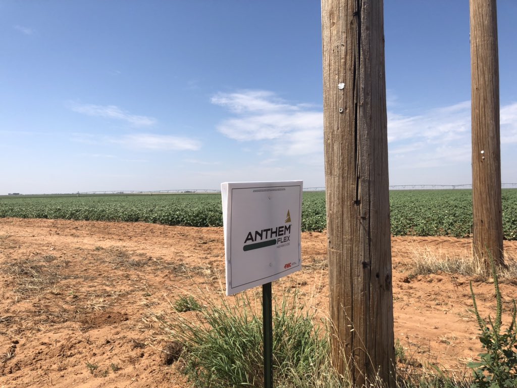 ccmac_OSU's tweet photo. Month after treatment and #anthemflex impregnated on dry fertilizer layby applications still holding the late season #pigweed back https://t.co/qIs8UUfuXB