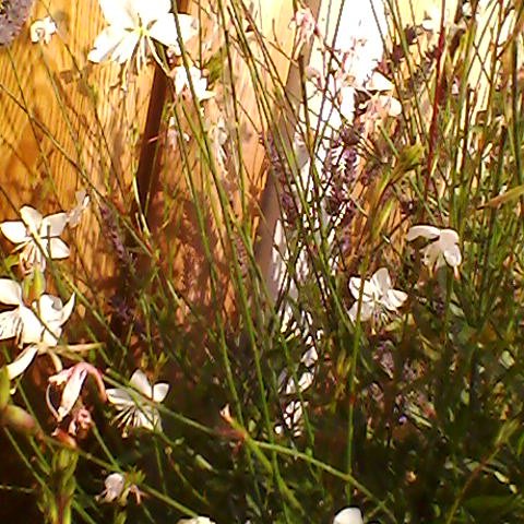 der_jetty's tweet photo. Lievelingsbloem,bloeit hele zomer https://t.co/SJFM3arPfV